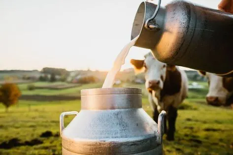 Milking