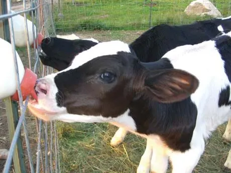 Friesian calves feeding at the rail
