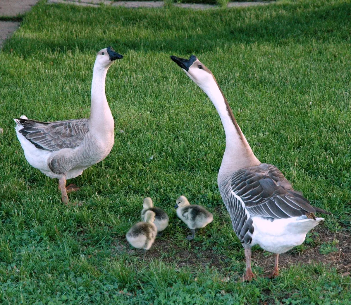 African Goose