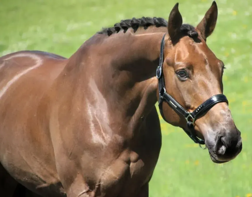 Arabian Warmblood Horse