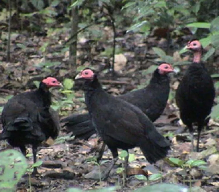 Black Guinea Fowl