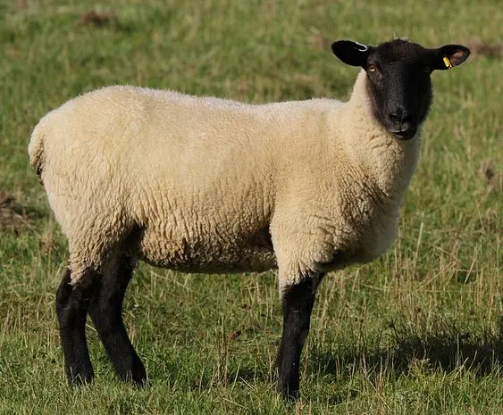 Black Head Persian