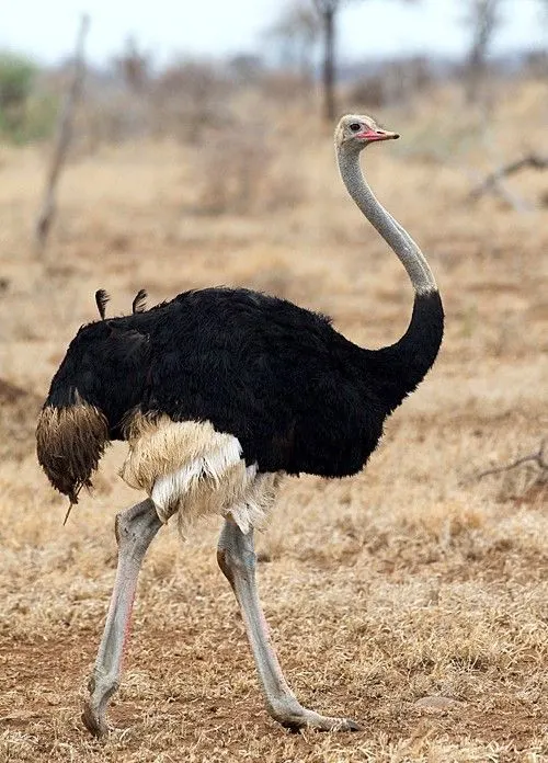 Black Neck Ostrich