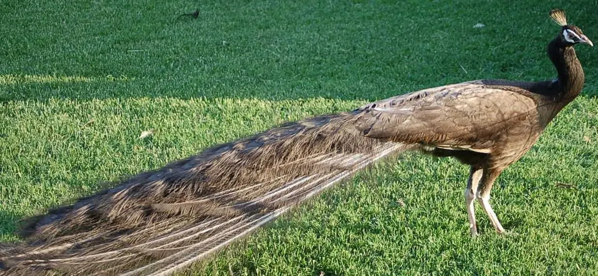 Black Shouldered Peafowl