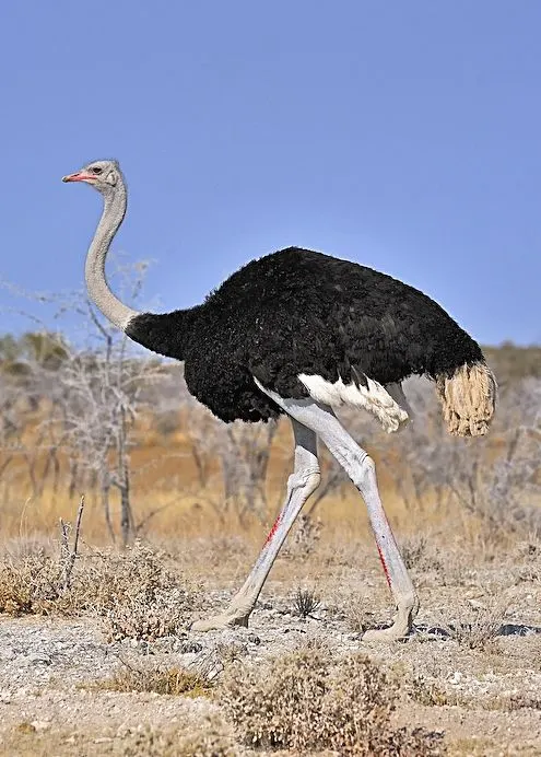 Blue Neck Ostrich