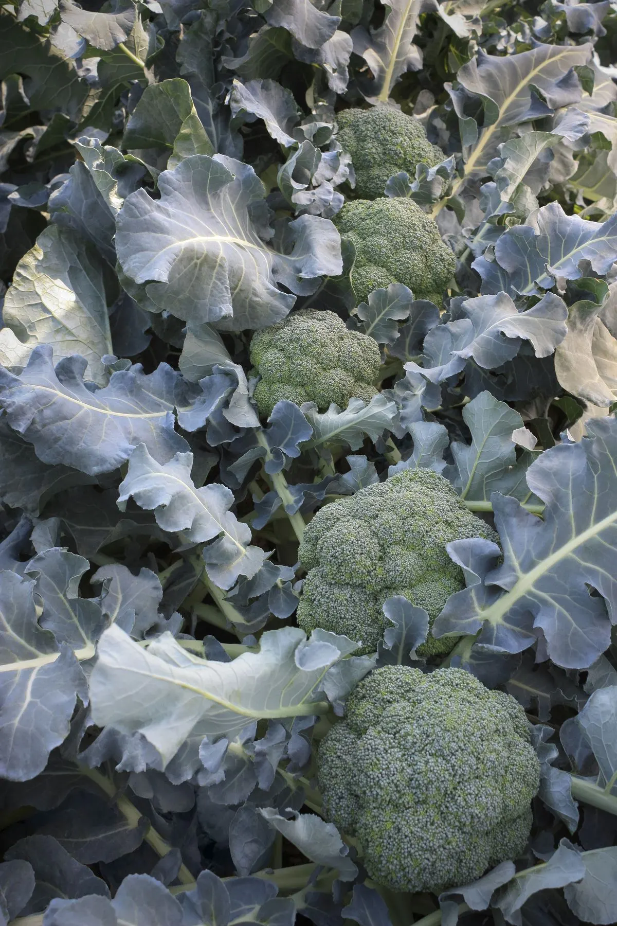 Broccoli
