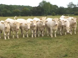 Charolais