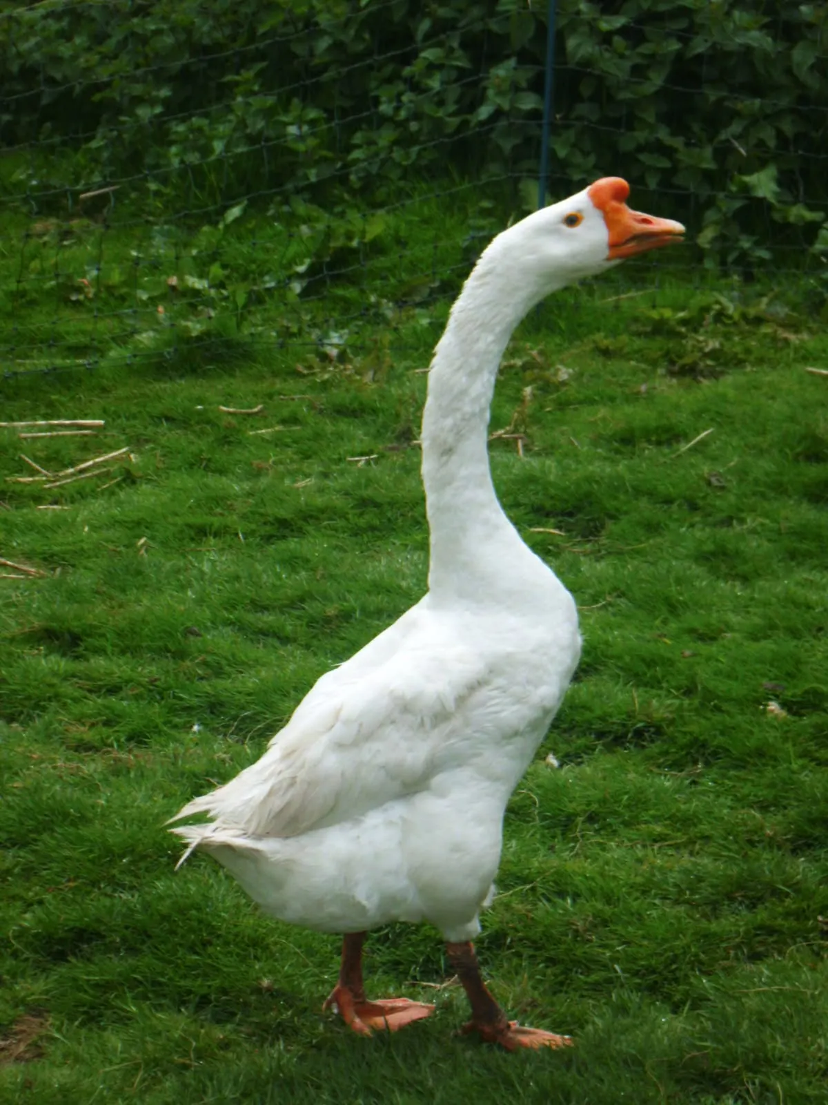 Chinese Goose