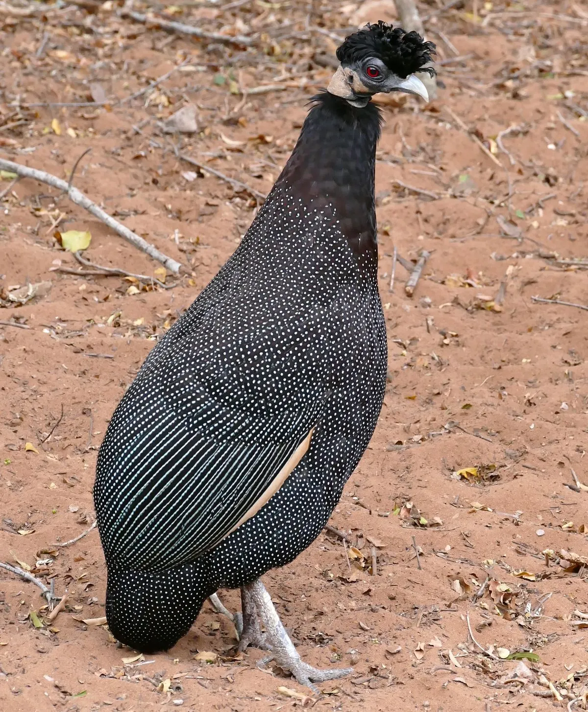Crested Guinea Fowl
