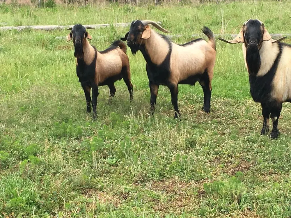 Galla Goat