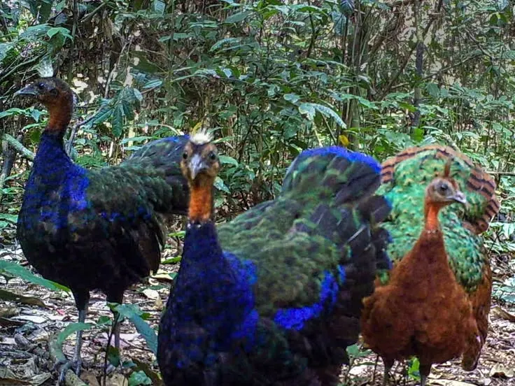 Green Peafowl