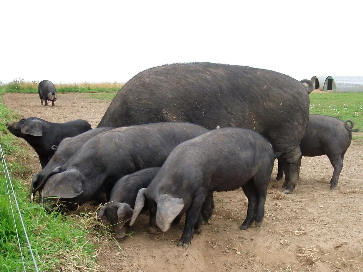 Hampshire Pigs
