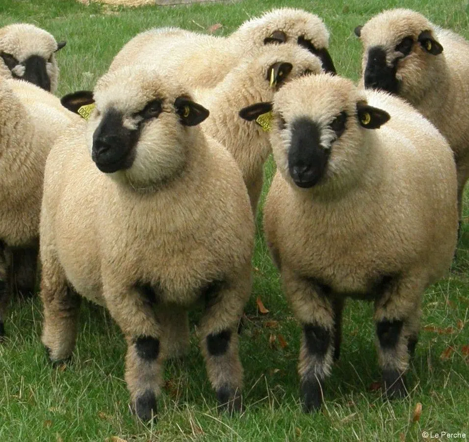 Hampshire Sheep