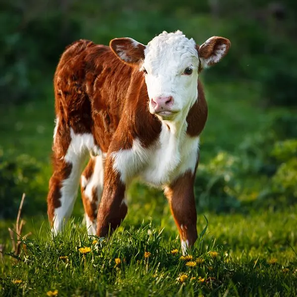 Heifer (6 months) – Pedigree Line