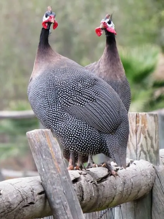 Helmeted Guinea Fowl