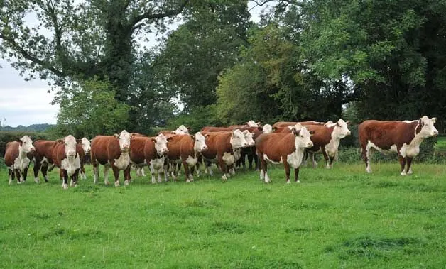 Hereford