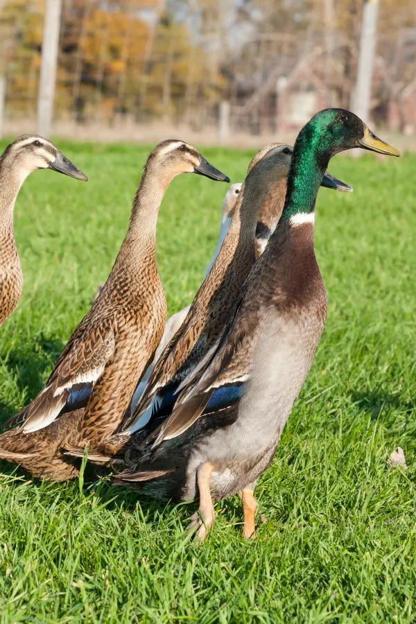 Indian Runner Duck