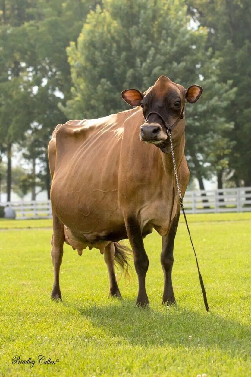 A Jersey dairy cow standing in green pasture