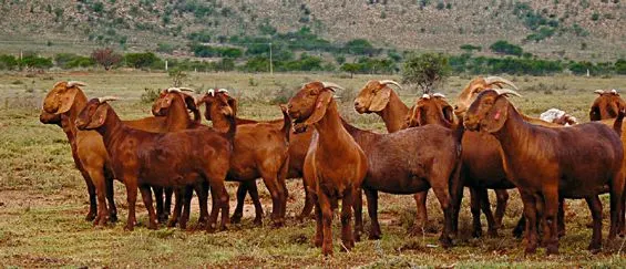 Kalahari Red