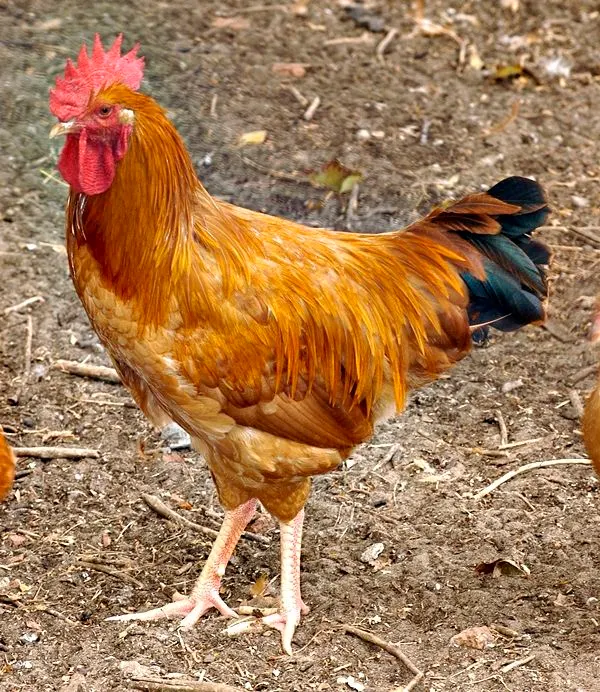 KARI Indigenous Chicken