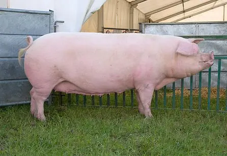 Land Race Pigs