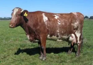 Milking Shorthorn