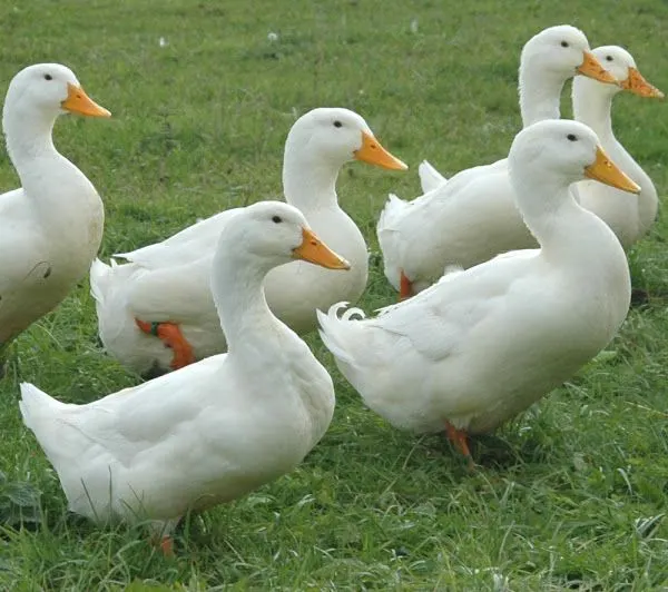 Pekin Duck