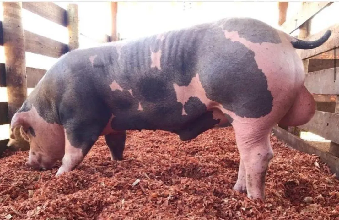 PieTrain Pigs