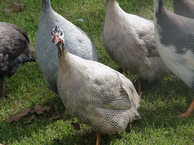Plumed Guinea Fowl