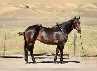 Quarter Horse