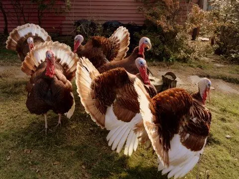 Red Bourbon Turkey