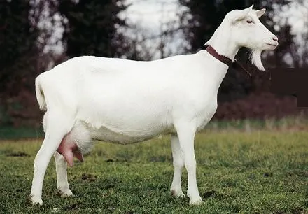 Saanen Dairy Goat