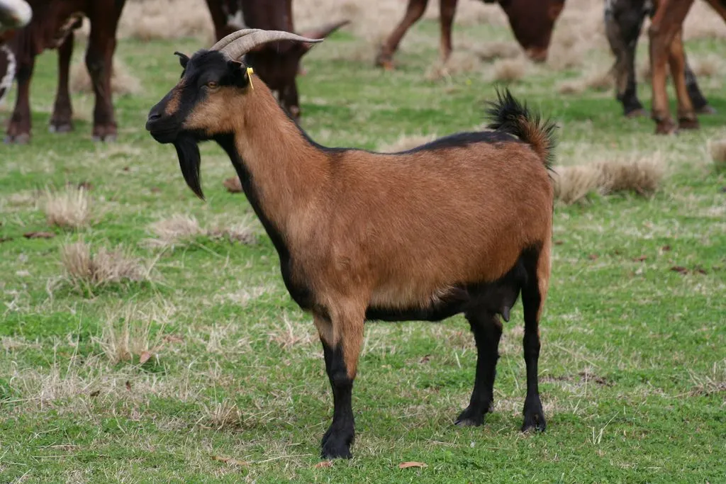 Somali Goat